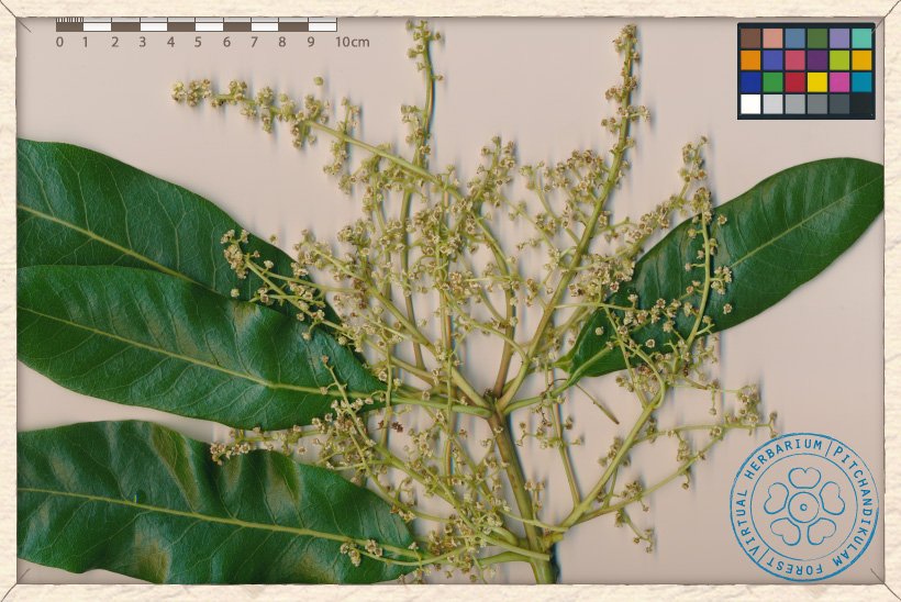 Buchanania axillaris twig with inflorescences