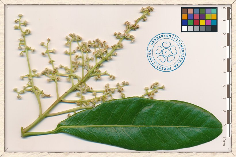 Buchanania axillaris panicle