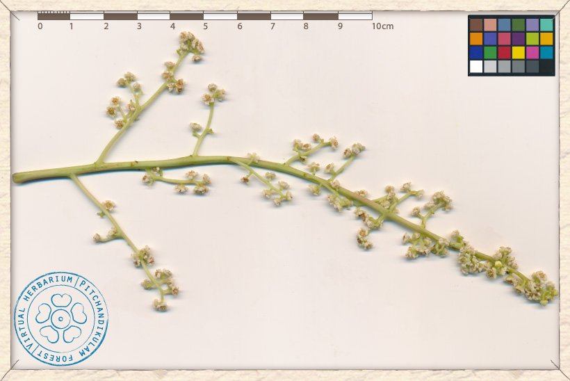 Buchanania axillaris inflorescence subdivision