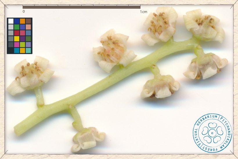 Buchanania axillaris flowers