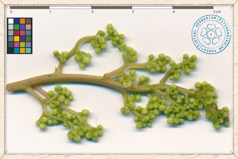 Buchanania axillaris flower buds