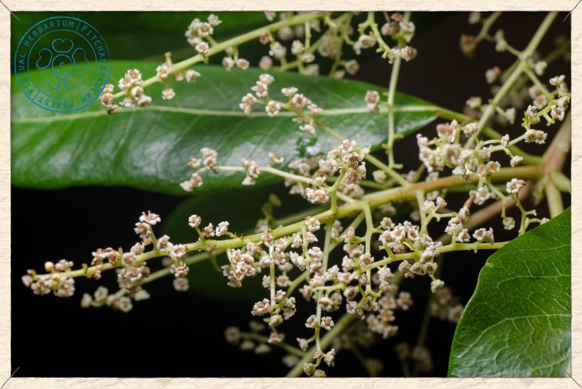 Buchanania axillaris inflorescences