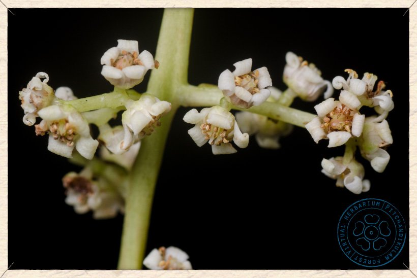 Buchanania axillaris flowers