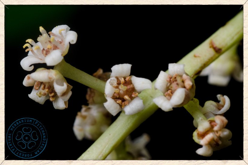 Buchanania axillaris flowers