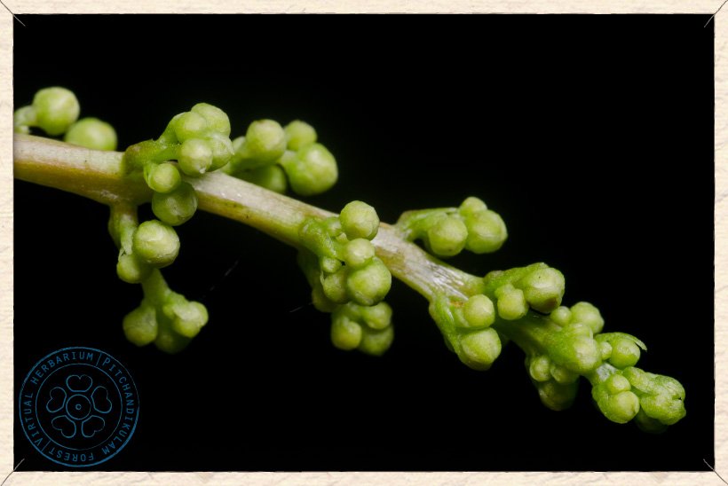 Buchanania axillaris flower buds