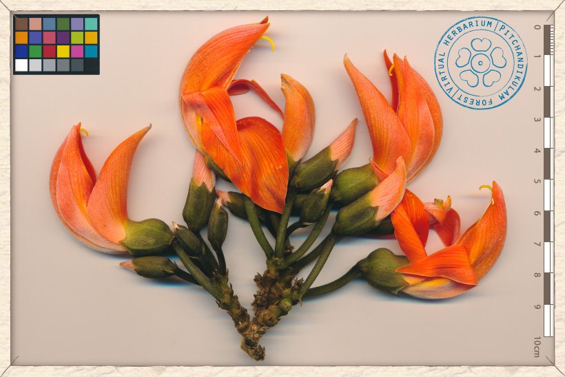 Butea monosperma inflorescences