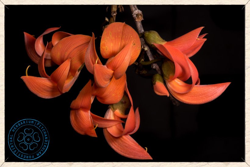 Butea monosperma flowers