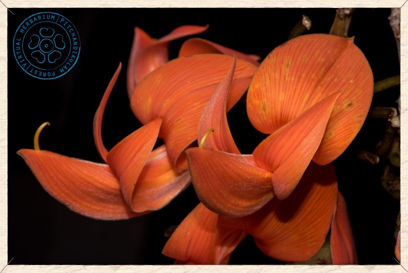 Butea monosperma flowers