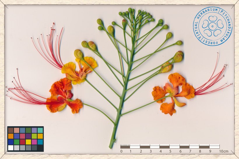 Caesalpinia pulcherrima inflorescence