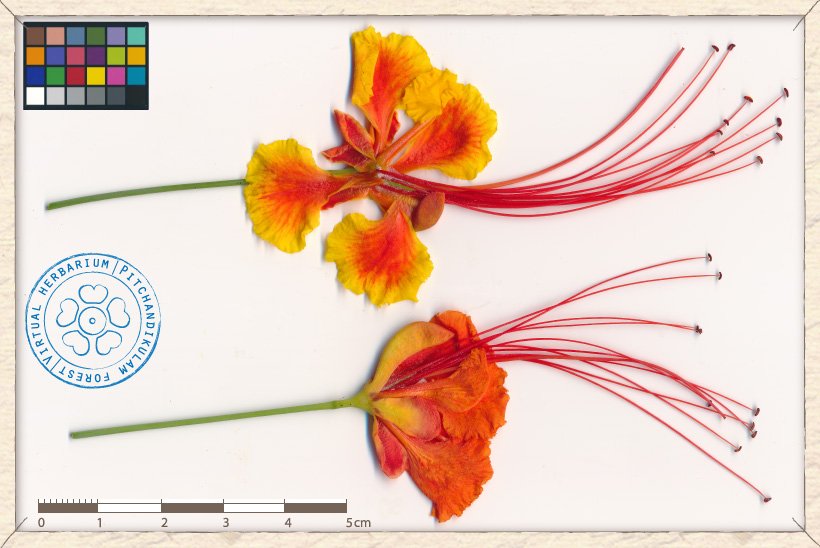 Caesalpinia pulcherrima flowers