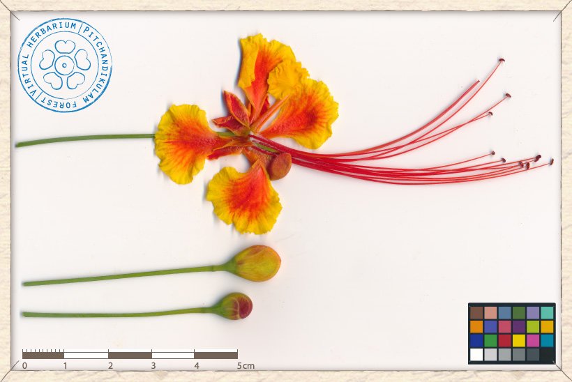 Caesalpinia pulcherrima flower and buds