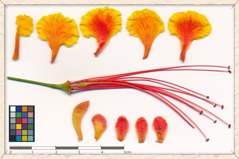 Caesalpinia pulcherrima flower parts : petals (top), sepals (bottom), reproductive structures (middle)