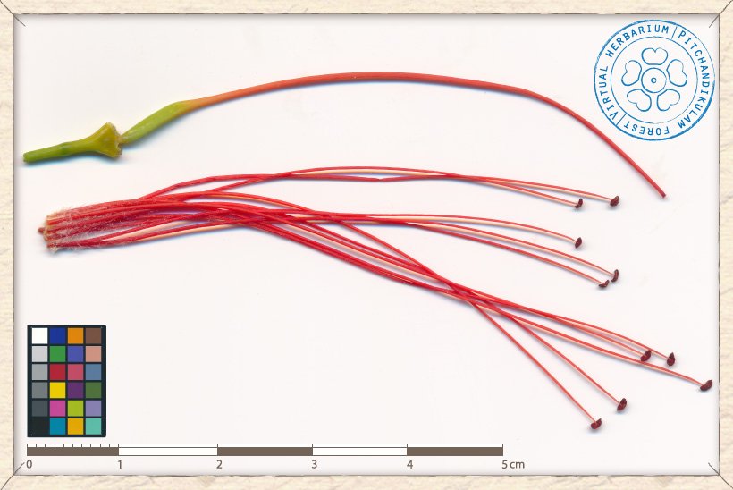 Caesalpinia pulcherrima reproductive structures : pistil (top) and stamens (bottom)
