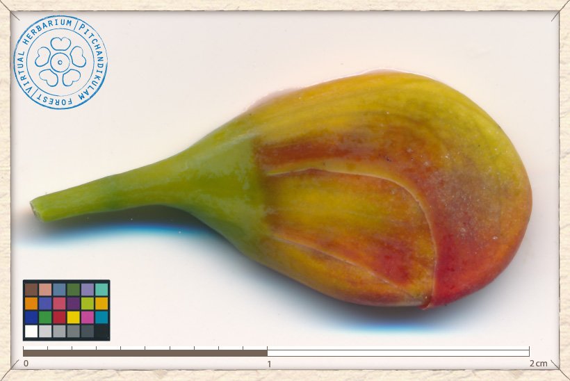 Caesalpinia pulcherrima bud