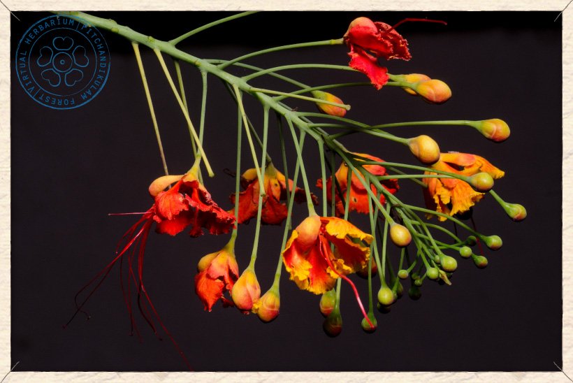 Caesalpinia pulcherrima inflorescence