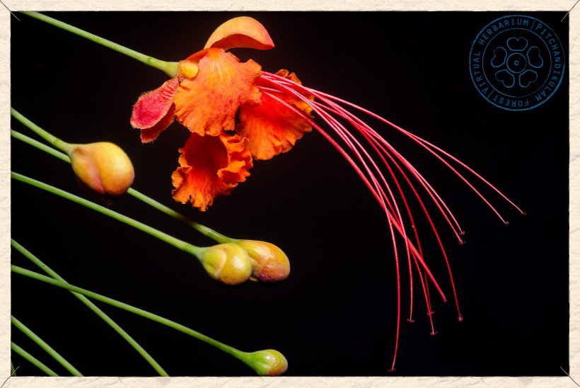 Caesalpinia pulcherrima flower and buds