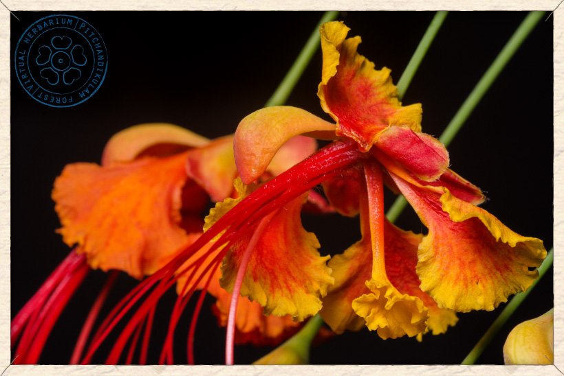 Caesalpinia pulcherrima flowers