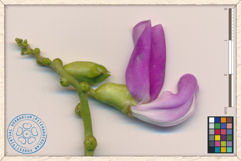 Canavalia cathartica raceme with open flower and bud