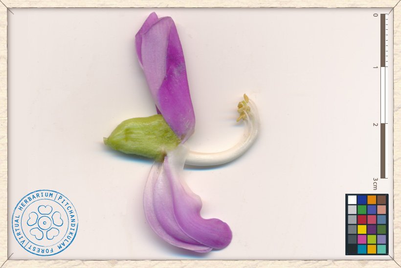 Canavalia cathartica flower