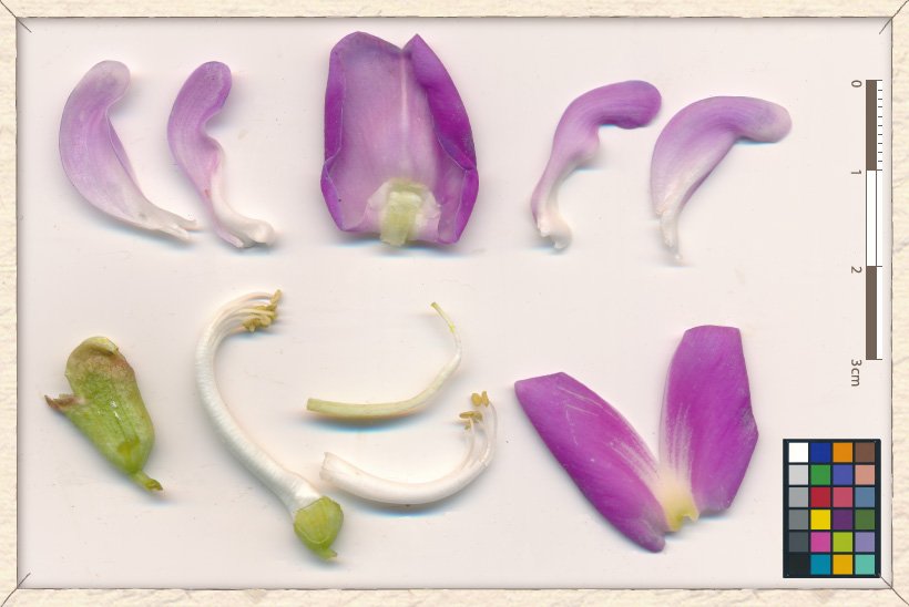 Canavalia cathartica flower parts (sepals, calyx-tube and reproductive structures)