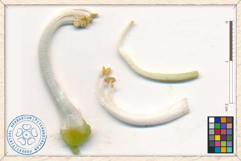 Canavalia cathartica reproductive structures