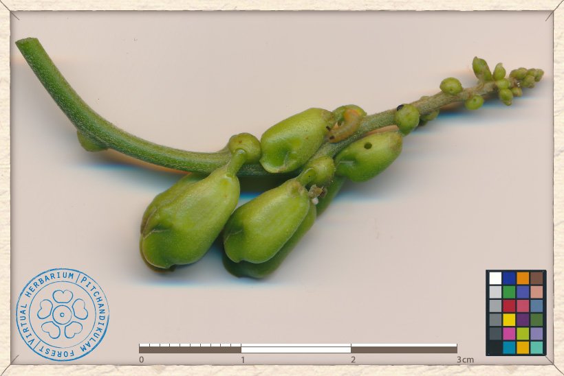 Canavalia cathartica buds