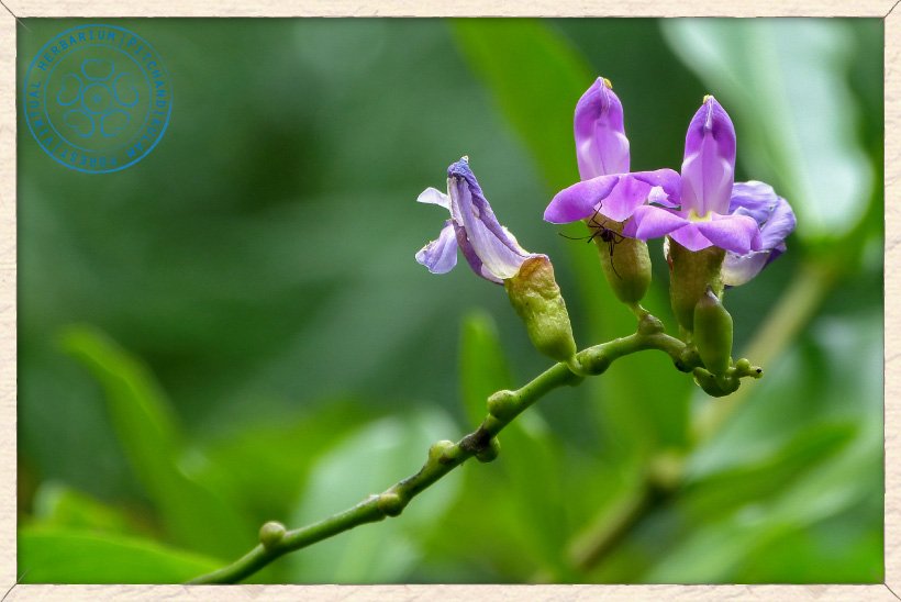 Canavalia cathartica inflorescence