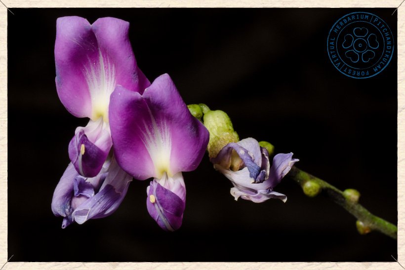 Canavalia cathartica flowers
