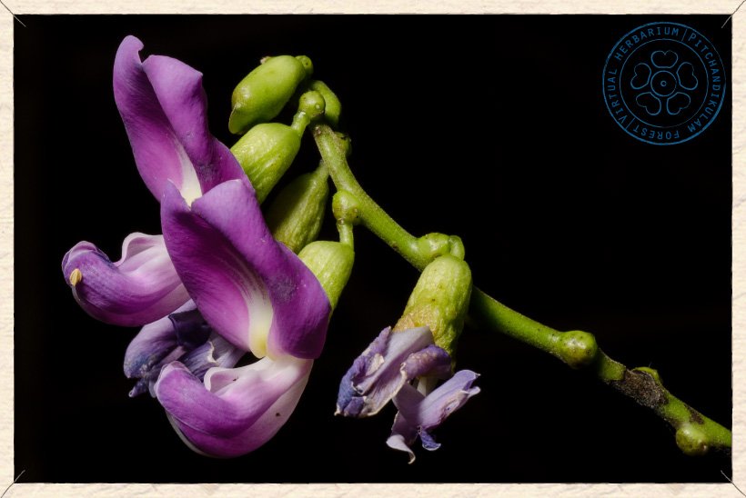 Canavalia cathartica flowers