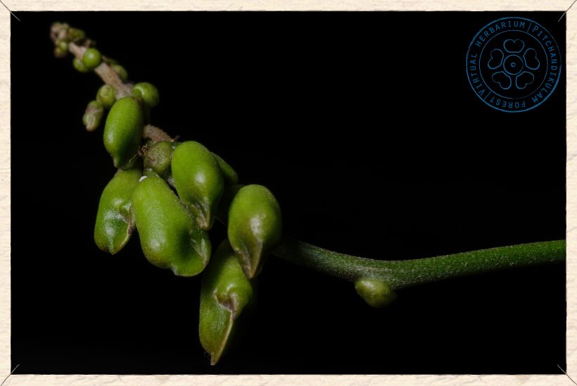 Canavalia cathartica buds