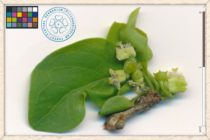 Canthium coromandelicum inflorescence