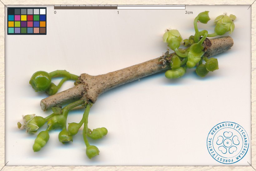 Canthium coromandelicum cymes