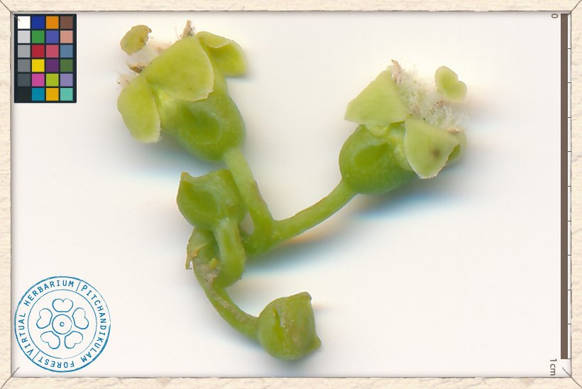 Canthium coromandelicum inflorescence