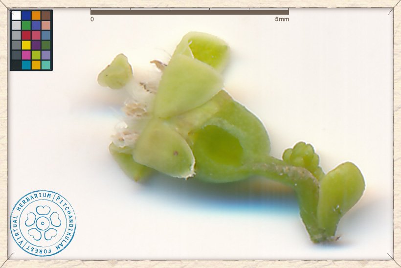 Canthium coromandelicum flower