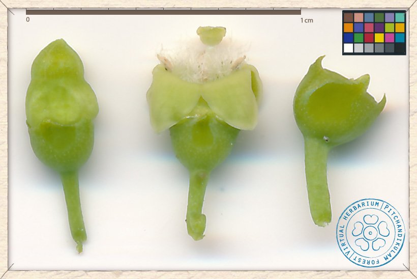 Canthium coromandelicum flower development : from bud (left) to pollinated flower (right)