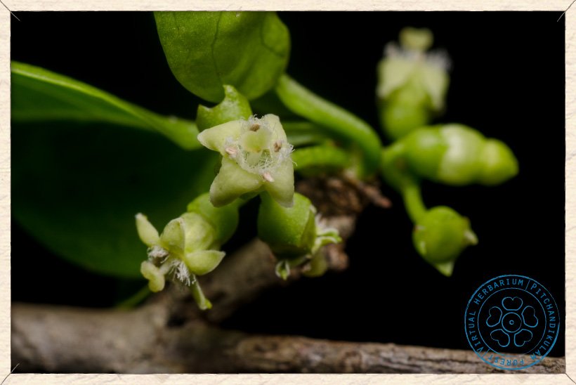 Canthium coromandelicum inflorescence