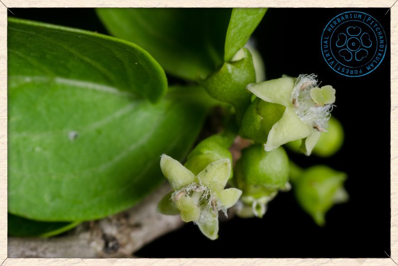Canthium coromandelicum flowers