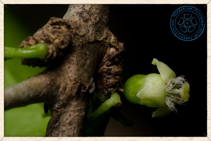 Canthium coromandelicum flower