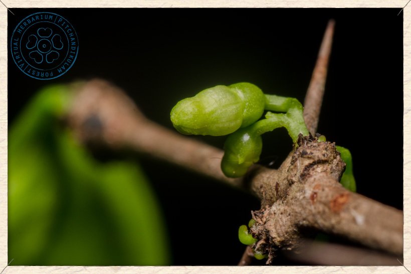 Canthium coromandelicum flower buds