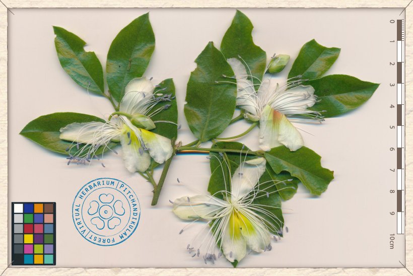 Capparis brevispina flowering branchlet