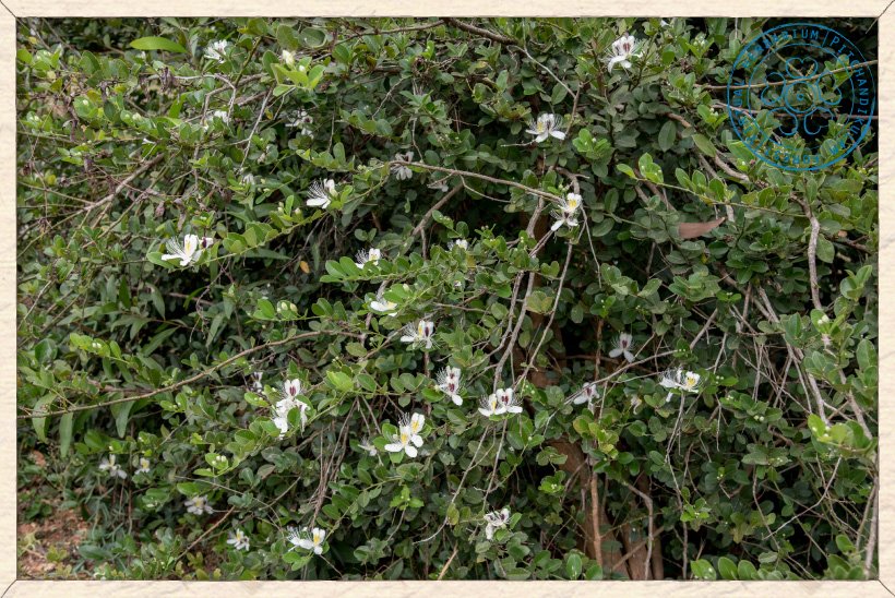 Capparis brevispina in bloom
