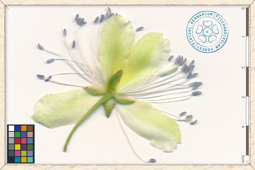 Capparis brevispina flower (lower side)