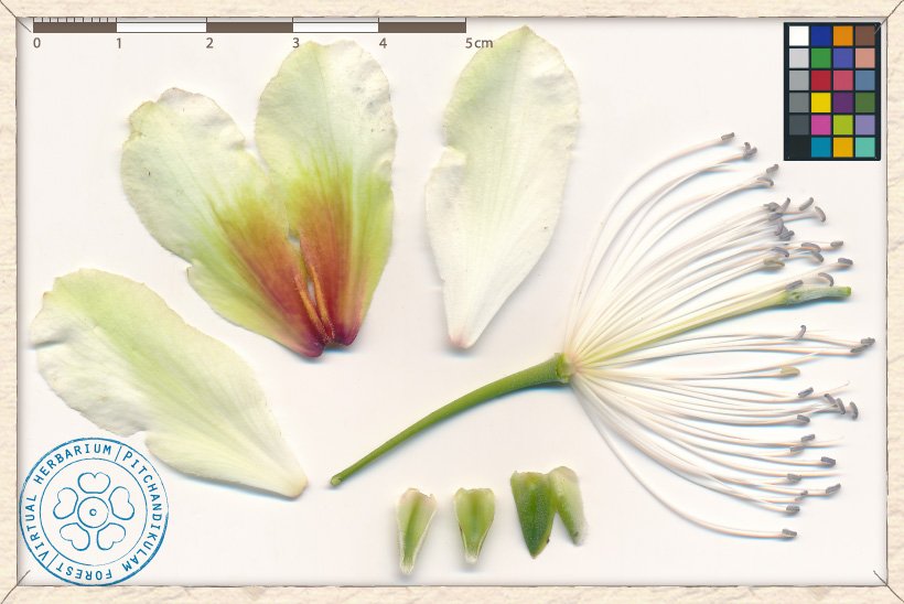 Capparis brevispina flower structures