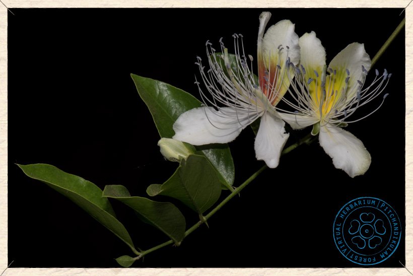 Capparis brevispina flowers