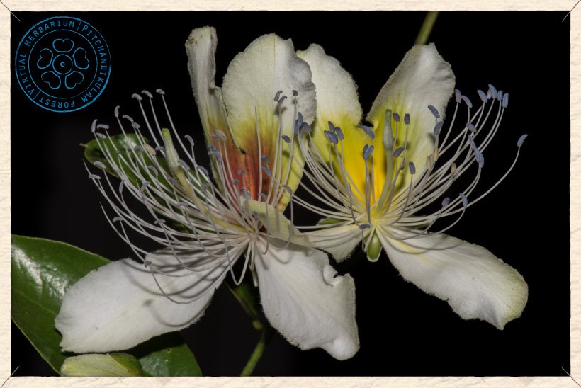Capparis brevispina flowers