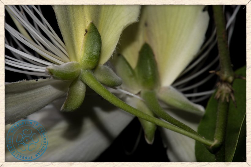 Capparis brevispina flower (lower side)