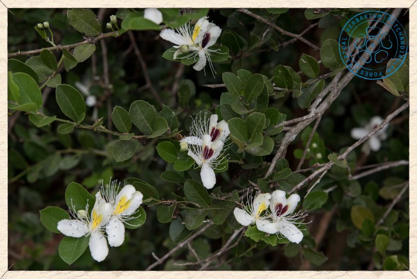 Capparis brevispina flowers