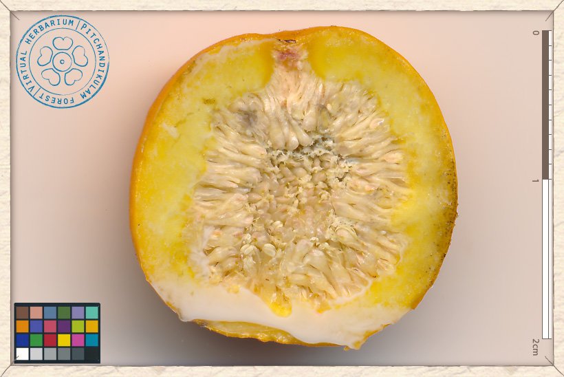 Ficus benjamina syconium section: tiny flowers enclosed into the fleshy receptacle