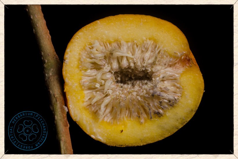 Ficus benjamina syconium section: tiny flowers enclosed into the fleshy receptacle