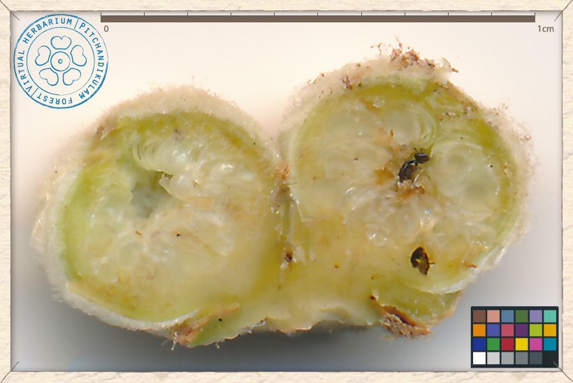 Ficus mollis syconium section : enclosing the tiny male and female flowers